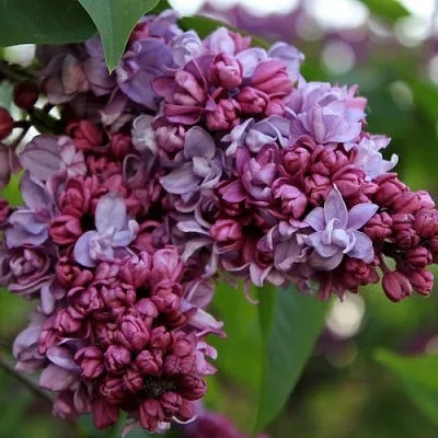 Сирень П.П.КОНЧАЛОВСКИЙ в Оренбурге