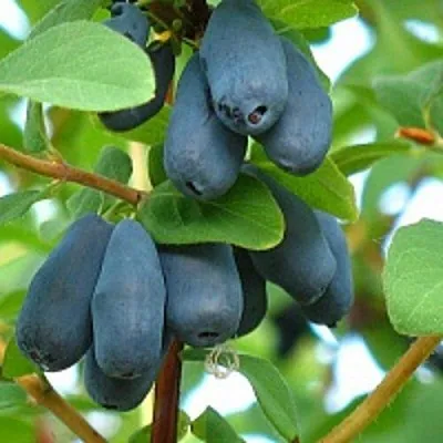 Жимолость съедобная ЮГАНА в Оренбурге