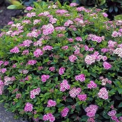 Спирея ЛИТЛ ПРИНЦЕСС японская  Спирея ЛИТЛ ПРИНЦЕСС японская в Оренбурге