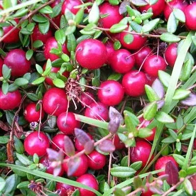 Клюква ПИЛИГРИМ  Клюква ПИЛИГРИМ в Оренбурге