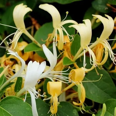 Жимолость ХАЛЛИАНА японская (Хелиана)  Жимолость ХАЛЛИАНА японская (Хелиана) в Оренбурге