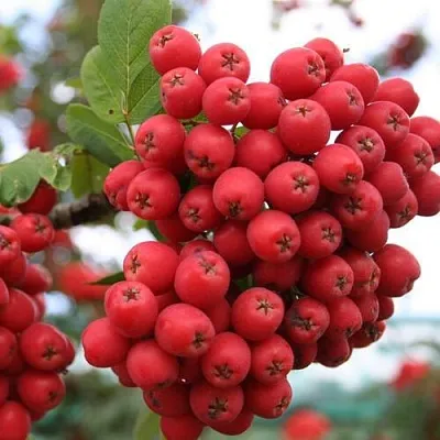 Рябина АЛАЯ КРУПНАЯ сладкоплодная в Оренбурге