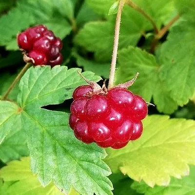 Княженика АННА в Оренбурге