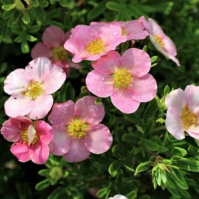 Лапчатка ЛАВЛИ ПИНК кустарниковая  Лапчатка ЛАВЛИ ПИНК кустарниковая в Оренбурге