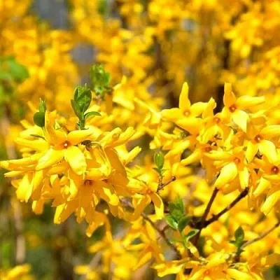 Форзиция  Форзиция в Оренбурге