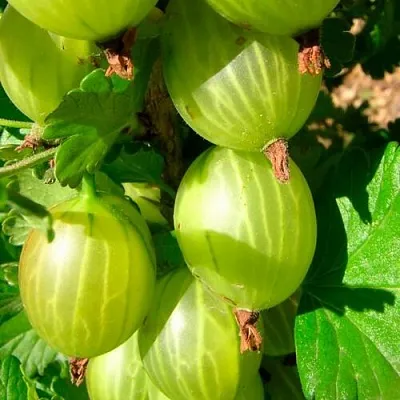 Крыжовник МАЛАХИТ  Крыжовник МАЛАХИТ в Оренбурге