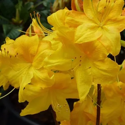 Азалия ЛИМЕТТА листопадная  в Оренбурге