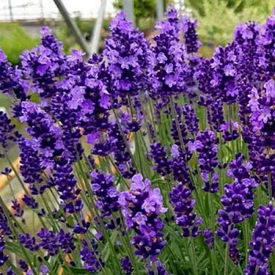 Лаванда ХИДКОТ БЛЮ узколистная  Лаванда ХИДКОТ БЛЮ узколистная в Оренбурге