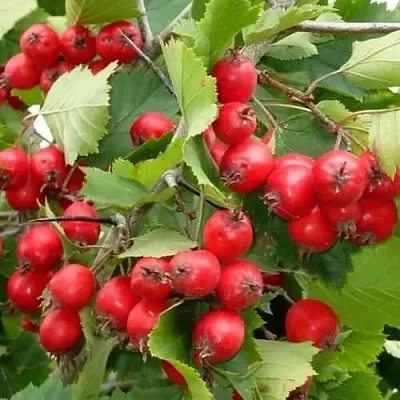 Боярышник СВАЯК  Боярышник СВАЯК в Оренбурге