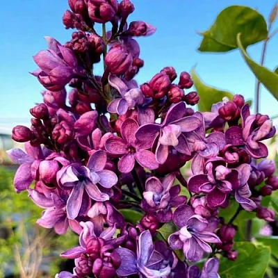 Сирень ВИОЛЕТТА в Оренбурге