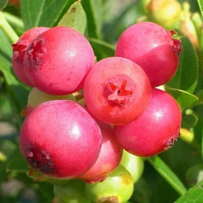 Голубика ПИНК ЛИМОНАД  Голубика ПИНК ЛИМОНАД в Оренбурге