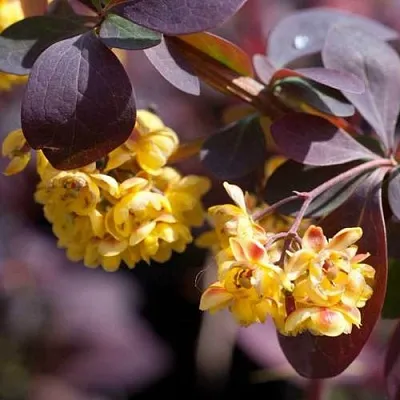 Барбарис  Барбарис в Оренбурге