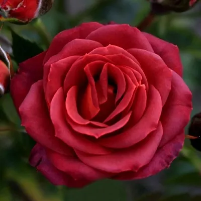 Саженцы роз ЧОКОЧИНО спрей  Саженцы роз ЧОКОЧИНО спрей в Оренбурге