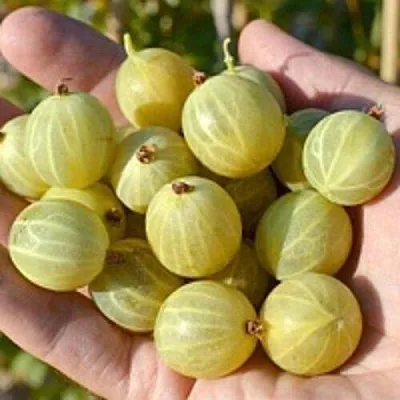 Крыжовник БЕРИЛЛ  Крыжовник БЕРИЛЛ в Оренбурге