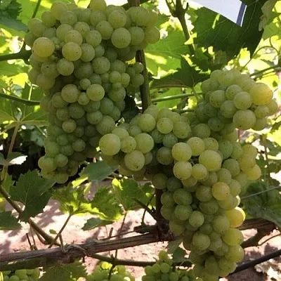 Виноград КИШМИШ 311 в Оренбурге