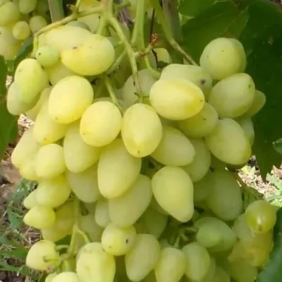 Виноград ЗАРНИЦА в Оренбурге