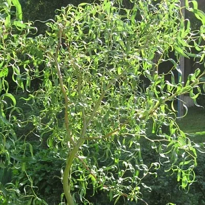 Ива МАТСУДАНА  Ива МАТСУДАНА в Оренбурге