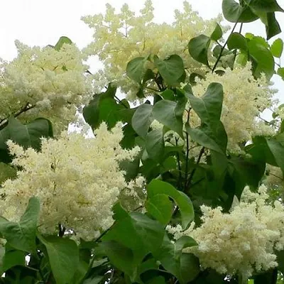 Сирень АМУРСКАЯ в Оренбурге