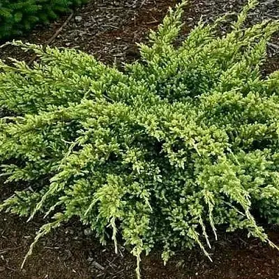 Можжевельник ДРИМ ДЖОЙ чешуйчатый  Можжевельник ДРИМ ДЖОЙ чешуйчатый в Оренбурге