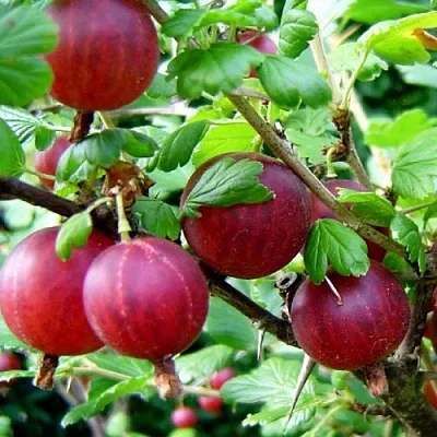 Крыжовник КОНСУЛ  Крыжовник КОНСУЛ в Оренбурге