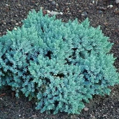 Можжевельник БЛЮ СТАР чешуйчатый  Можжевельник БЛЮ СТАР чешуйчатый в Оренбурге