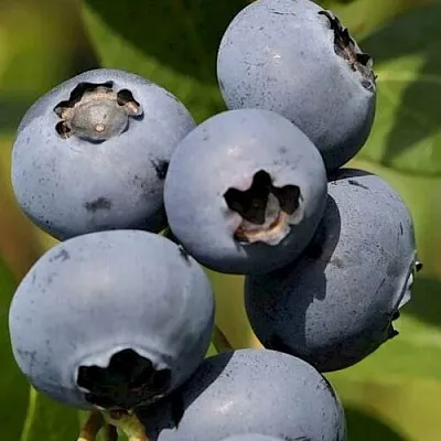 Голубика ЧАНДЛЕР  Голубика ЧАНДЛЕР в Оренбурге