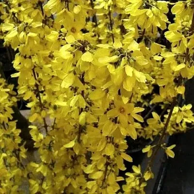 Форзиция ГОЛДРАУШ  Форзиция ГОЛДРАУШ в Оренбурге