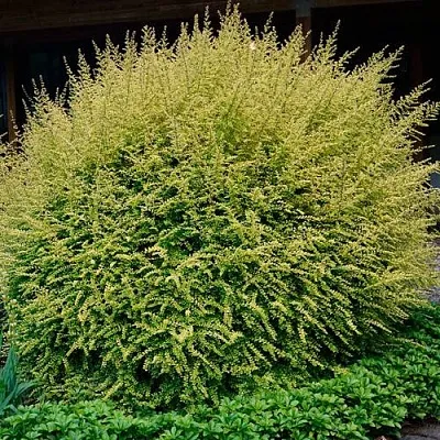 Жимолость  Жимолость в Оренбурге