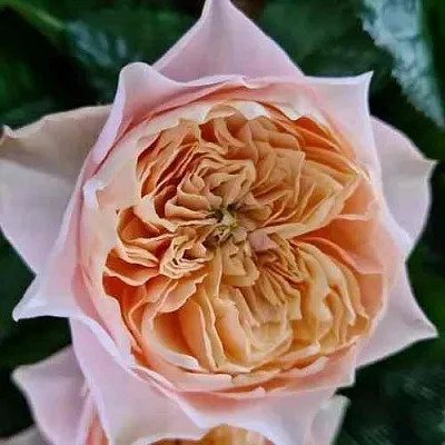 Саженцы роз ВУВУЗЕЛА РОМАНТИК чайно-гибридная в Оренбурге