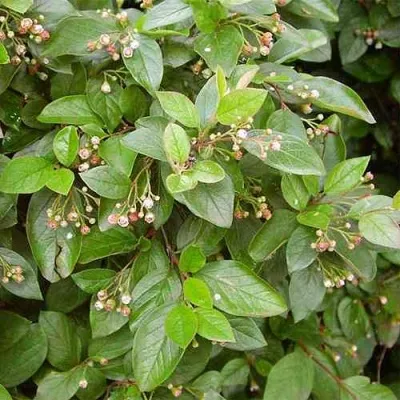 Кизильник блестящий в Оренбурге