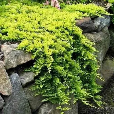 Можжевельник ГОЛДЕН КАРПЕТ горизонтальный  Можжевельник ГОЛДЕН КАРПЕТ горизонтальный в Оренбурге