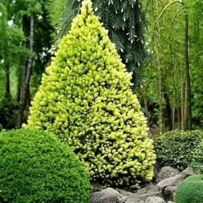 Ель РЕЙНБОУЗ ЭНД сизая  Ель РЕЙНБОУЗ ЭНД сизая в Оренбурге