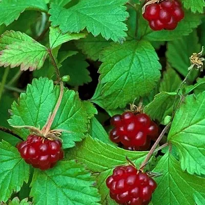 Княженика АУРА в Оренбурге