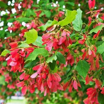 Клен татарский в Оренбурге