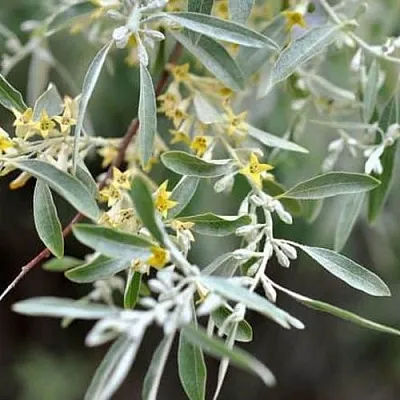 Лох  Лох в Оренбурге