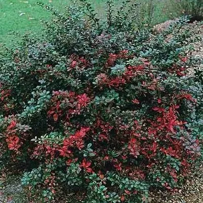Барбарис РЕД ДЖЕВЕЛ средний   Барбарис РЕД ДЖЕВЕЛ средний  в Оренбурге