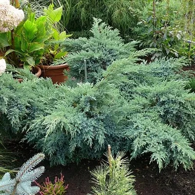 Можжевельник БЛЮ ШВЕД (СВИД) чешуйчатый  Можжевельник БЛЮ ШВЕД (СВИД) чешуйчатый в Оренбурге