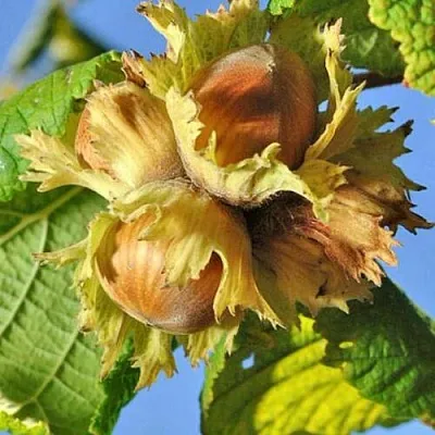 Фундук ТОНДА РОМАНА в Оренбурге