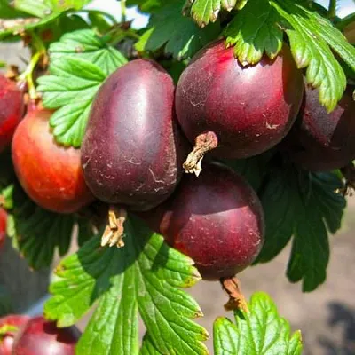 Крыжовник ЧЕРНОСЛИВОВЫЙ  Крыжовник ЧЕРНОСЛИВОВЫЙ в Оренбурге