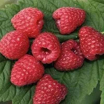 Малина ЗЮГАНА в Оренбурге