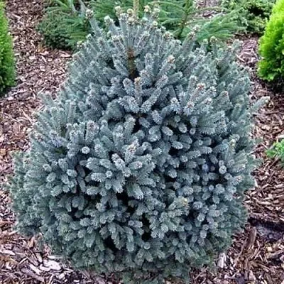 Ель НАНА сизая  Ель НАНА сизая в Оренбурге