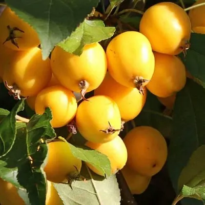 Яблоня ГОЛДЕН ХОРНЕТ декоративная  Яблоня ГОЛДЕН ХОРНЕТ декоративная в Оренбурге