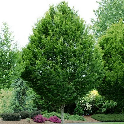 Граб Граб в Оренбурге