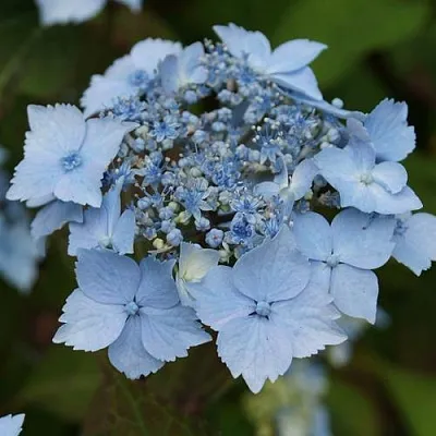 Гортензия БЛЮ ДЕКЛ пильчатая  Гортензия БЛЮ ДЕКЛ пильчатая в Оренбурге