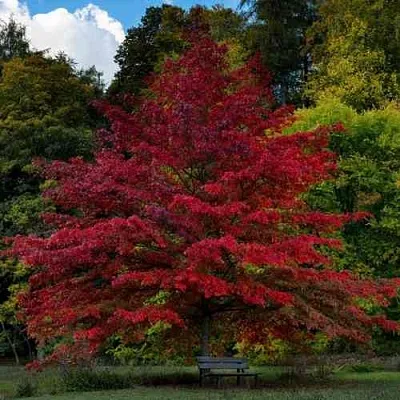Дуб болотный в Оренбурге