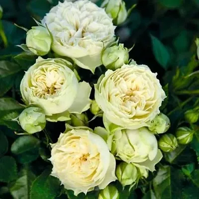 Саженцы роз БЛАНШЕТТ спрей  Саженцы роз БЛАНШЕТТ спрей в Оренбурге