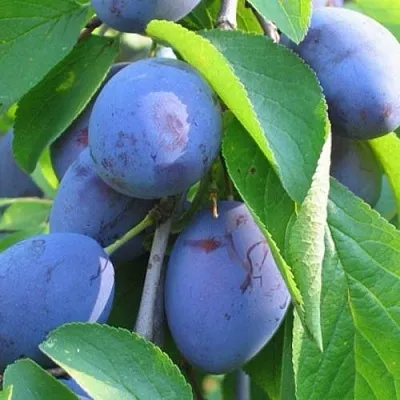 Слива ПЕРДРИГОН в Оренбурге