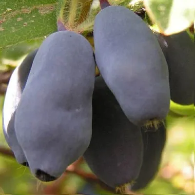 Жимолость съедобная КРУПНОПЛОДНАЯ в Оренбурге