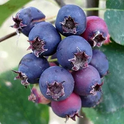 Ирга SLEYT  Ирга SLEYT в Оренбурге