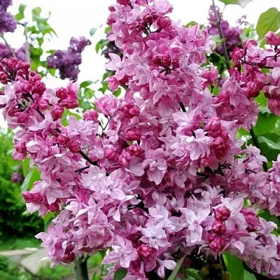 Сирень ОЛИМПИАДА КОЛЕСНИКОВА  Сирень ОЛИМПИАДА КОЛЕСНИКОВА в Оренбурге